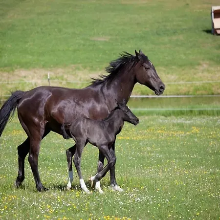 Chalet, Wendorf (Kuhlen-Wendorf)