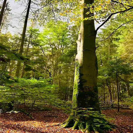 Prázdninový dům Chalet,