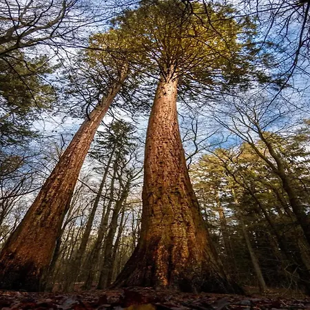 Chalet, Dom wakacyjny