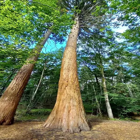 Prázdninový dům Chalet, Wendorf (Kuhlen-Wendorf)