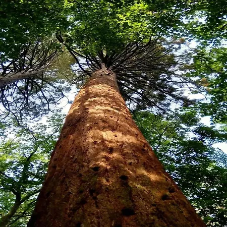 Chalet, Dom wakacyjny